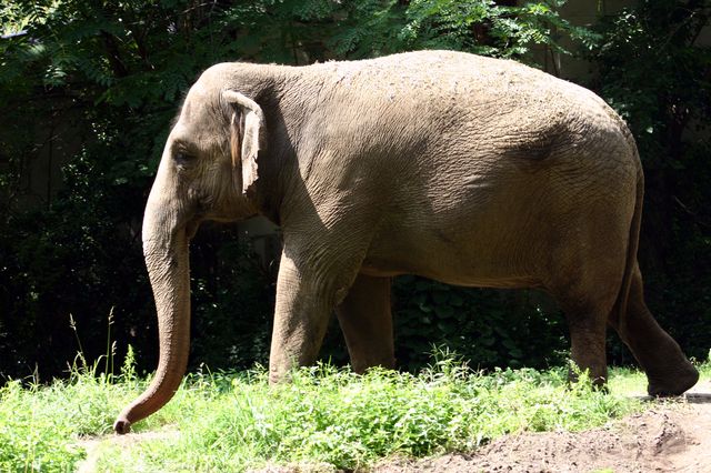 A photo of the Bronx Zoo's Happy the elephant